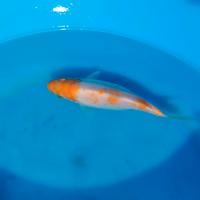 Carpa koi karashigoi