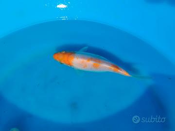 Carpa koi karashigoi