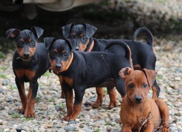 Pinscher nano #pincer nano # zwergpinscher
