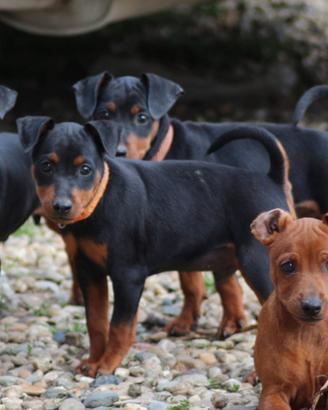 Pinscher nano #pincer nano # zwergpinscher