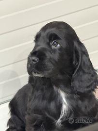 Cocker spaniel inglese alta genealogia