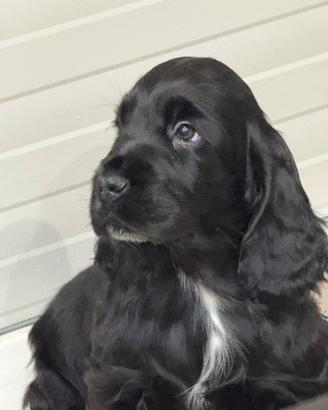 Cocker spaniel inglese alta genealogia