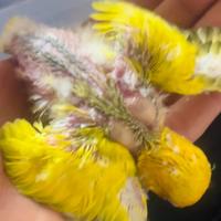 Pappagallo allevato a mano (cites)