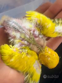 Pappagallo allevato a mano (cites)