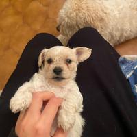 Cucciola di bichon mix lagotto