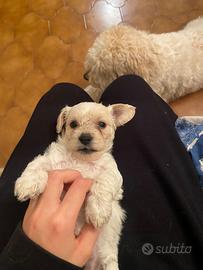 Cucciola di bichon mix lagotto