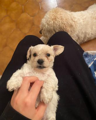 Cucciola di bichon mix lagotto