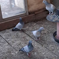 Colombi da racchetta