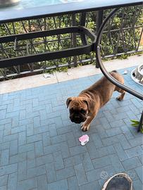 Cucciolo bulldog francese