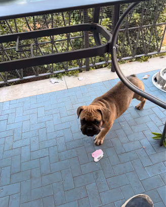 Cucciolo bulldog francese