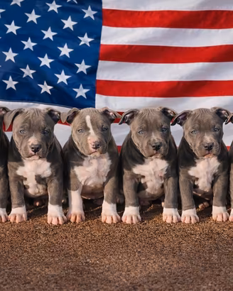 Cuccioli Amstaff blue 