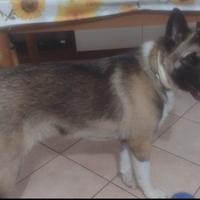 Candy, Akita americano