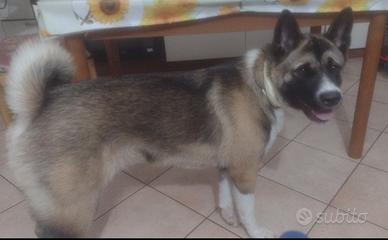 Candy, Akita americano