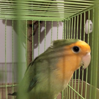 Pappagallo inseparabile maschio selvatico