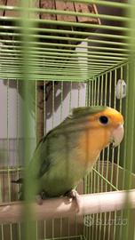 Pappagallo inseparabile maschio selvatico