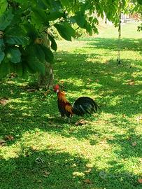 gallo razza Phoenix 