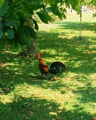 gallo razza Phoenix 