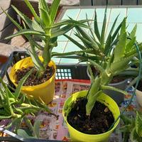 Piante succulente in blocco mia produzione 