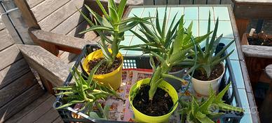 Piante succulente in blocco mia produzione 