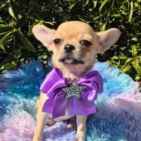 Chihuahuah con pedigree