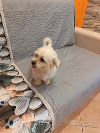 Maltese Adulto