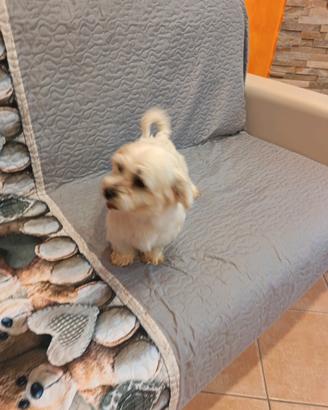 Maltese Adulto