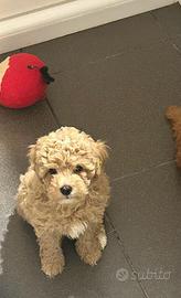 maltipoo cuccioli
