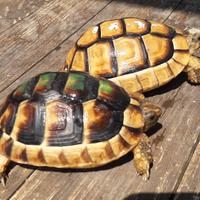 Testudo MARGINATA ceppo Sardo