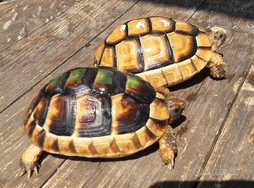 Testudo MARGINATA ceppo Sardo