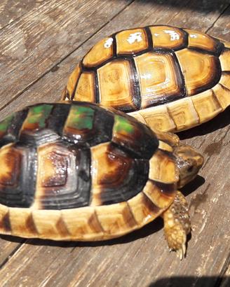 Testudo MARGINATA ceppo Sardo
