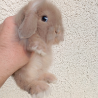 Conigli nani ariete per mini loop