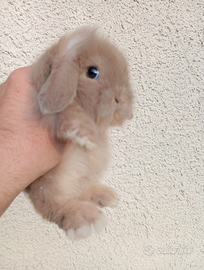 Conigli nani ariete per mini loop