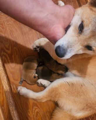 Shiba Inu