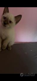 Siamese blue point