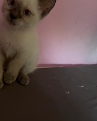 Siamese blue point