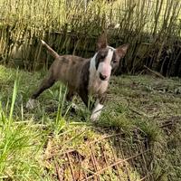 Bull terrier miniature