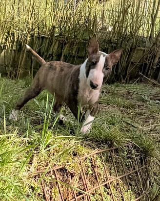 Bull terrier miniature