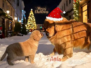 Golden Retriever AMERICANA