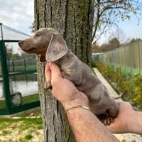 Basotto nano Arlecchino