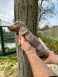 Basotto nano Arlecchino