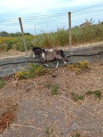 Poni