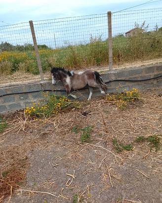 Poni