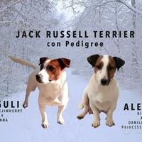 Jack Russel con pedigree