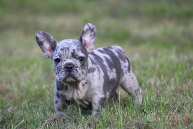 Cuccioli di bulldog francese maschi e femmine
