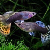 Guppy