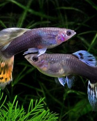 Guppy