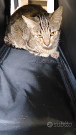 Trovato gatto abbandonato