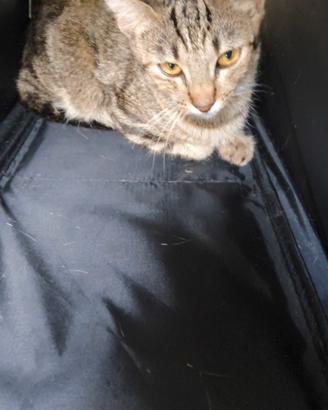 Trovato gatto abbandonato