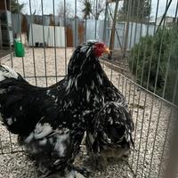 Galline brahma picchiettato