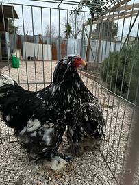 Galline brahma picchiettato